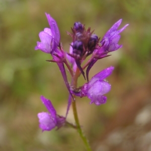 Linaria pelisseriana at Kambah, ACT - 23 Oct 2022 10:52 AM