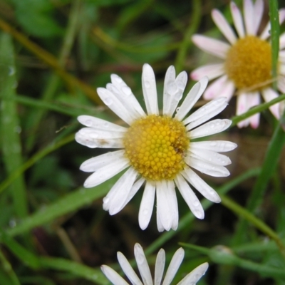 Erigeron karvinskianus (Seaside Daisy) at Kambah, ACT - 23 Oct 2022 by MatthewFrawley