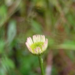 Erigeron karvinskianus at Kambah, ACT - 23 Oct 2022 10:54 AM