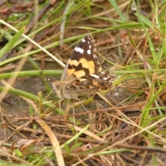 Vanessa kershawi (Australian Painted Lady) at Mount Taylor - 22 Oct 2022 by MatthewFrawley