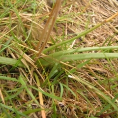 Bulbine bulbosa at Kambah, ACT - 23 Oct 2022 11:01 AM