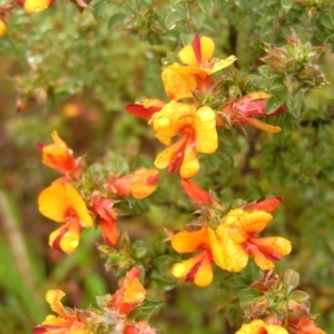 Pultenaea procumbens at Kambah, ACT - 23 Oct 2022