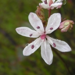 Burchardia umbellata (Milkmaids) at Kambah, ACT - 23 Oct 2022 by MatthewFrawley