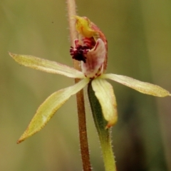 Caladenia transitoria at Bowral, NSW - 23 Oct 2022 by Snowflake