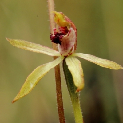 Caladenia transitoria at Bowral, NSW - 23 Oct 2022 by Snowflake