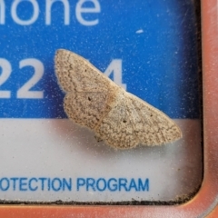 Scopula optivata at Bibbenluke, NSW - 23 Oct 2022