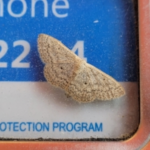 Scopula optivata at Bibbenluke, NSW - 23 Oct 2022