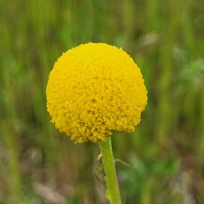 Craspedia variabilis (Common Billy Buttons) - 1 Jan 1900 by trevorpreston