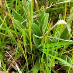 Craspedia variabilis at Bibbenluke, NSW - suppressed