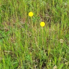 Craspedia variabilis at Bibbenluke, NSW - suppressed