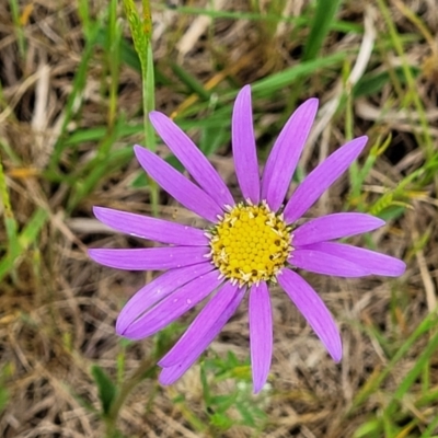 Calotis scabiosifolia var. integrifolia (Rough Burr-daisy) at Bibbenluke, NSW - 23 Oct 2022 by trevorpreston