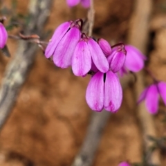 Tetratheca bauerifolia (Heath Pink-bells) at Bendoc, VIC - 23 Oct 2022 by trevorpreston