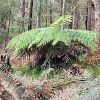 Unidentified Fern or Clubmoss at Bendoc, VIC - 23 Oct 2022 by trevorpreston