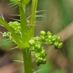 Urtica incisa (Stinging Nettle) at Bendoc, VIC - 23 Oct 2022 by trevorpreston