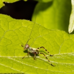 Caedicia simplex (Common Garden Katydid) at Macgregor, ACT - 23 Oct 2022 by Roger