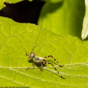 Caedicia simplex at Macgregor, ACT - suppressed