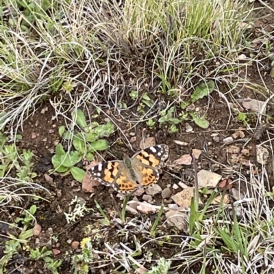 Vanessa kershawi (Australian Painted Lady) at Mount Clear, ACT - 23 Oct 2022 by Mavis