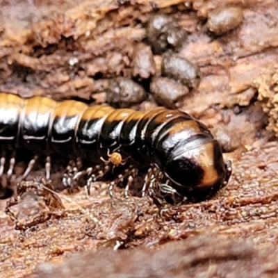 Unidentified Millipede (Diplopoda) at Bendoc, VIC - 23 Oct 2022 by trevorpreston