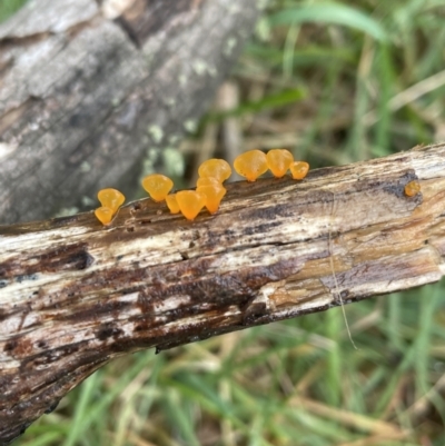 Heterotextus sp. (A yellow saprophytic jelly fungi) at Namadgi National Park - 23 Oct 2022 by Mavis