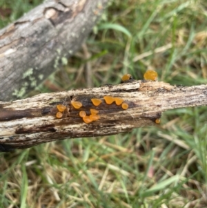 Heterotextus sp. at Mount Clear, ACT - 23 Oct 2022