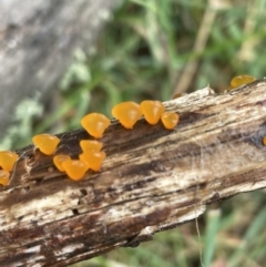 Heterotextus sp. at Mount Clear, ACT - 23 Oct 2022