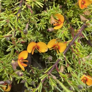 Dillwynia prostrata at Mount Clear, ACT - 23 Oct 2022 01:08 PM