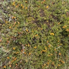Dillwynia prostrata at Mount Clear, ACT - 23 Oct 2022 01:08 PM