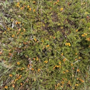 Dillwynia prostrata at Mount Clear, ACT - 23 Oct 2022 01:08 PM