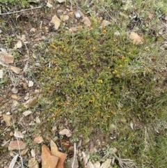 Dillwynia prostrata at Mount Clear, ACT - 23 Oct 2022 01:08 PM