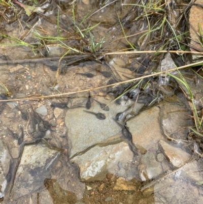 Crinia sp. (genus) at Mount Clear, ACT - 23 Oct 2022 by Mavis