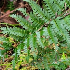 Polystichum proliferum (Mother Shield Fern) at Bendoc, VIC - 23 Oct 2022 by trevorpreston