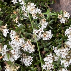 Acrothamnus hookeri (Mountain Beard Heath) at Mount Clear, ACT - 23 Oct 2022 by Mavis