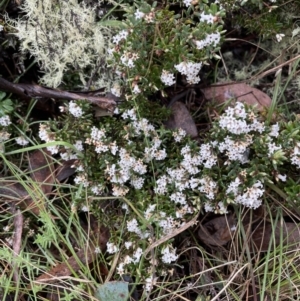 Acrothamnus hookeri at Mount Clear, ACT - 23 Oct 2022 12:50 PM