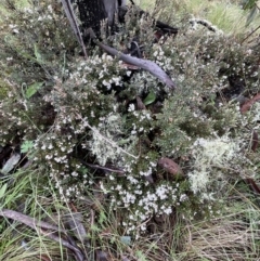 Acrothamnus hookeri at Mount Clear, ACT - 23 Oct 2022