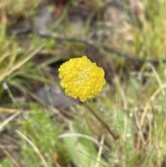 Craspedia variabilis (Common Billy Buttons) at Mount Clear, ACT - 23 Oct 2022 by Mavis
