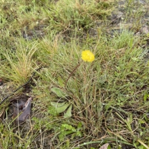 Craspedia variabilis at Mount Clear, ACT - suppressed