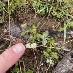Asperula conferta (Common Woodruff) at Mount Clear, ACT - 23 Oct 2022 by Mavis