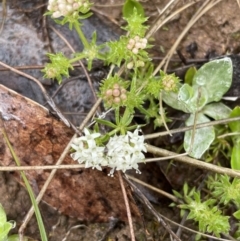 Asperula conferta at Mount Clear, ACT - 23 Oct 2022