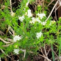 Asperula conferta at Delegate, NSW - 23 Oct 2022 10:24 AM