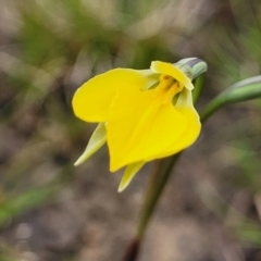 Diuris subalpina (Small Snake Orchid) at Delegate, NSW - 22 Oct 2022 by trevorpreston