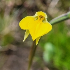 Diuris subalpina at Delegate, NSW - suppressed