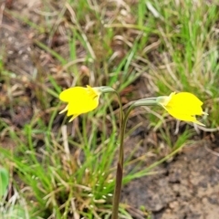 Diuris subalpina at Delegate, NSW - 23 Oct 2022