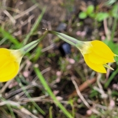 Diuris subalpina at Delegate, NSW - 23 Oct 2022