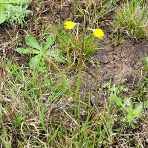 Diuris subalpina at Delegate, NSW - suppressed