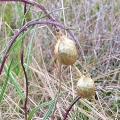 Podolepis jaceoides (Showy Copper-wire Daisy) at Delegate, NSW - 22 Oct 2022 by trevorpreston