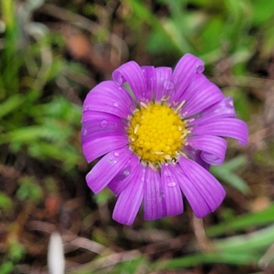 Calotis scabiosifolia var. integrifolia (Rough Burr-daisy) at Delegate, NSW - 22 Oct 2022 by trevorpreston