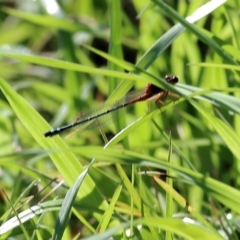 Xanthagrion erythroneurum (Red & Blue Damsel) at Wodonga, VIC - 22 Oct 2022 by KylieWaldon