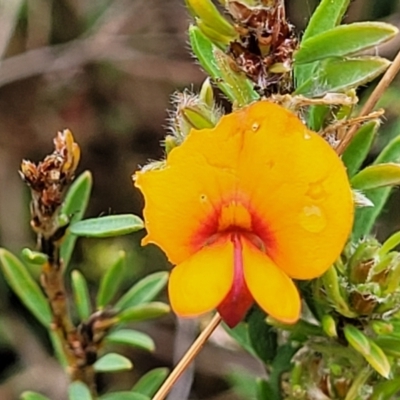 Pultenaea subspicata (Low Bush-pea) at Delegate, NSW - 23 Oct 2022 by trevorpreston