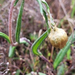 Podolepis jaceoides at Delegate, NSW - 23 Oct 2022