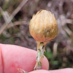 Podolepis jaceoides at Delegate, NSW - 23 Oct 2022